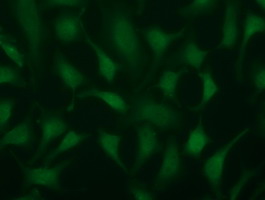 Immunofluorescent staining of HeLa cells using anti-TRIM2 mouse monoclonal antibody.