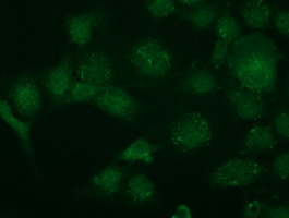 Anti-TRIM2 mouse monoclonal antibody immunofluorescent staining of COS7 cells transiently transfected by pCMV6-ENTRY TRIM2.