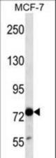 TLE4 Antibody western blot of MCF-7 cell line lysates (35 ug/lane). The TLE4 antibody detected the TLE4 protein (arrow).