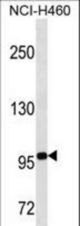 TLE4 Antibody western blot of NCI-H460 cell line lysates (35 ug/lane). The TLE4 antibody detected the TLE4 protein (arrow).