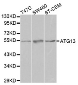 Western blot analysis of extracts of various cell lines, using ATG13 antibody.