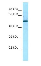 KIAA0652 / ATG13 antibody Western Blot of 293T.