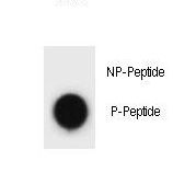 Dot blot of ATG13 Antibody (Phospho S355) Phospho-specific antibody on nitrocellulose membrane. 50ng of Phospho-peptide or Non Phospho-peptide per dot were adsorbed. Antibody working concentrations are 0.6ug per ml.