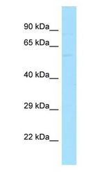 KIAA0652 / ATG13 antibody Western Blot of PANC1.