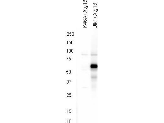 Western blot of affinity purified anti-ATG13 pS318 antibody shows detection of phosphorylated ATG13 in 293T cells engineered to coexpress Ulk1 and Atg13 (Ulk1 + Atg13). In the left lane was loaded kinase-dead hypophosphorylated Ulk1-K46A mutant + ATG13. The right lane contains the 293T Ulk1 + ATG13 lysate and shows detection at approximately 57 kDa. The antibody was purified and resolved by SDS-PAGE, then transferred to nitrocellulose membrane. The membrane was blocked with 5% Blotto (p/n B501-0500) and probed with the primary antibody at 1g/mL overnight at 4C. After washing, the membrane was probed with Goat Anti-Rabbit HRP secondary 1:5000 in detection buffer (p/n MB-070) for 45 minutes at room temperature. In collaboration with Charles Dorsey at Eli Lilly, Indianapolis, IN and John Cleveland at Scripps, Jupiter, FL.