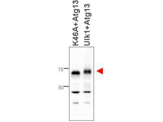 Western blot of affinity purified anti-ATG13 antibody shows detection of ATG13 in 293T cells engineered to coexpress Ulk1 and Atg13 (Ulk1 + Atg13), right lane, but not in the left lane in which was loaded kinase-dead hypophosphorylated Ulk1-K46A mutant + ATG13. Detection is demonstrated at approximately 57 kDa. The antibody was purified and resolved by SDS-PAGE, then transferred to nitrocellulose membrane. The membrane was blocked with 5% Blotto (p/n B501-0500) and probed with the primary antibody at 1g/mL overnight at 4C. After washing, the membrane was probed with Goat Anti-Rabbit HRP secondary 1:5000 in detection buffer (p/n MB-070) for 45 minutes at room temperature. In collaboration with Charles Dorsey at Eli Lilly, Indianapolis, IN and John Cleveland at Scripps, Jupiter, FL.