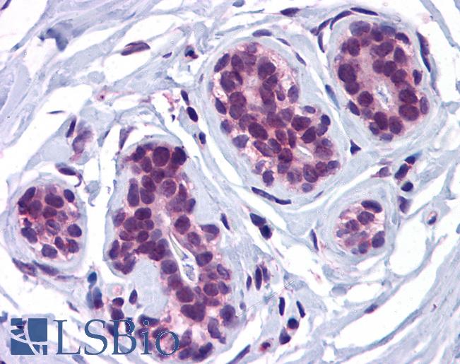Anti-ATG13 antibody IHC of human breast. Immunohistochemistry of formalin-fixed, paraffin-embedded tissue after heat-induced antigen retrieval. Antibody LS-B5277 concentration 5 ug/ml.