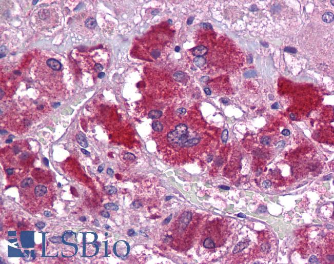 Anti-ATG13 antibody IHC of human adrenal. Immunohistochemistry of formalin-fixed, paraffin-embedded tissue after heat-induced antigen retrieval. Antibody LS-B5277 concentration 5 ug/ml.