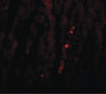 Immunofluorescence of ATG13 in Mouse Heart cells with ATG13 antibody at 20 ug/ml.