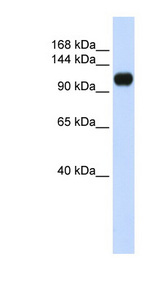 ANKLE2 / KIAA0692 antibody LS-C102591 Western blot of 293T cell lysate.