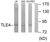 Western blot of extracts from Jurkat/293/HUVEC cells, using TLE4 Antibody. The lane on the right is treated with the synthesized peptide.