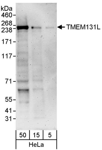 Detection of Human TMEM131L by Western Blot. Samples: Whole cell lysate (5, 15 and 50 ug) from HeLa cells. Antibodies: Affinity purified rabbit anti-TMEM131L antibody used at 0.4 ug/ml. Detection: Chemiluminescence with an exposure time of 3 minutes.