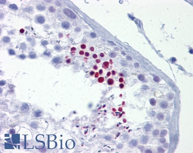 Anti-TLE4 antibody IHC of human testis. Immunohistochemistry of formalin-fixed, paraffin-embedded tissue after heat-induced antigen retrieval. Antibody LS-B6530 concentration 5 ug/ml.