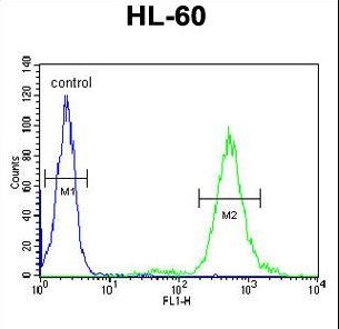 T131L Antibody flow cytometry of HL-60 cells (right histogram) compared to a negative control cell (left histogram). FITC-conjugated goat-anti-rabbit secondary antibodies were used for the analysis.