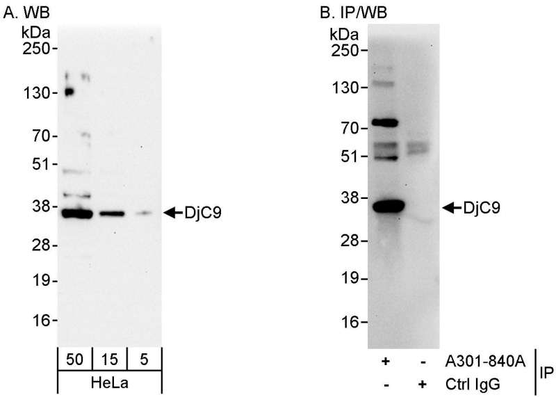 Detection of Human DjC9 by Western Blot and Immunoprecipitation. Samples: Whole cell lysate (50 ug for WB; 1 mg for IP, 20% of IP loaded) from HeLa cells. Antibodies: Affinity purified rabbit anti-DjC9 antibody used for WB at 0.1 ug/ml (A) and 1 ug/ml (B) and used for IP at 3 ug/mg lysate. Detection: Chemiluminescence with exposure times of 30 seconds (A and B).