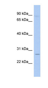 TLE4 antibody LS-B6530 Western blot of THP-1 cell lysate.