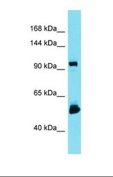 Western blot of U937. LRRC14B antibody dilution 1.0 ug/ml.