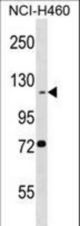 BEND3 Antibody western blot of NCI-H460 cell line lysates (35 ug/lane). The BEND3 antibody detected the BEND3 protein (arrow).