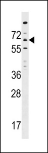 ITPRIPL1 Antibody western blot of HepG2 cell line lysates (35 ug/lane). The ITPRIPL1 antibody detected the ITPRIPL1 protein (arrow).