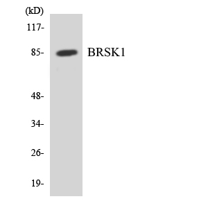 Western blot of the lysates from COLO205 cells using BRSK1 antibody.