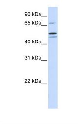 721_B cell lysate. Antibody concentration: 1.0 ug/ml. Gel concentration: 12%.