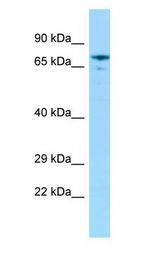 GRHL2 antibody Western Blot of Rat Stomach.