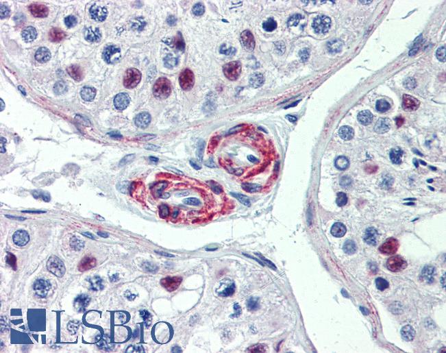 Anti-KIF13B antibody IHC of human testis. Immunohistochemistry of formalin-fixed, paraffin-embedded tissue after heat-induced antigen retrieval. Antibody LS-B3979 concentration 5 ug/ml.