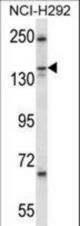 KIF16b Antibody western blot of NCI-H292 cell line lysates (35 ug/lane). The KIF16b antibody detected the KIF16b protein (arrow).