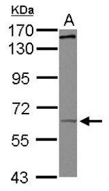 Sample (30 ug of whole cell lysate) A: HepG2 7.5% SDS PAGE KIF19 antibody diluted at 1:500