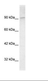 Hela Cell Lysate
