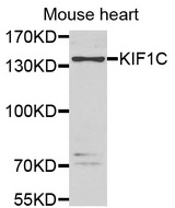 Western blot analysis of extracts of Mouse heart cell lines, using KIF1C antibody.