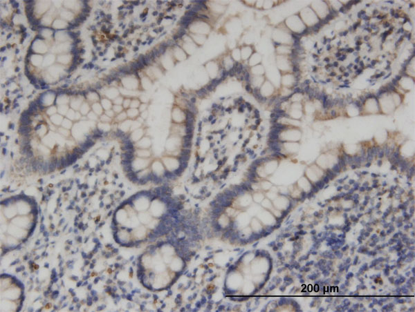 Immunoperoxidase of monoclonal antibody to KIF1C on formalin-fixed paraffin-embedded human small Intestine. [antibody concentration 3 ug/ml]