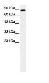 Fetal Brain Lysate