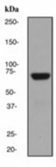Western blot analysis on HeLa cell lysate using anti-KID antibody (LS-C105378), dilution 1:5000.