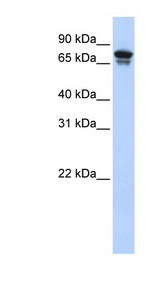 KIF22 antibody LS-C109845 Western blot of Transfected 293T cell lysate.