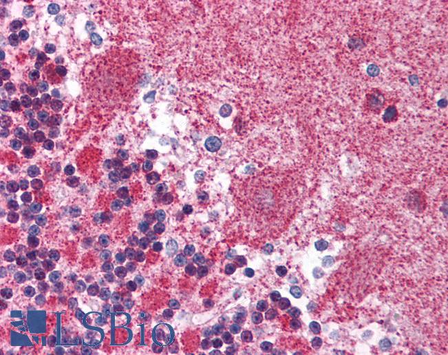 Anti-KIF23 / MKLP1 antibody IHC of human brain, cerebellum. Immunohistochemistry of formalin-fixed, paraffin-embedded tissue after heat-induced antigen retrieval. Antibody LS-B1543 concentration 5 ug/ml.