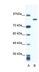 KIF23 / MKLP1 antibody LS-B1543 Western blot of Jurkat lysate.