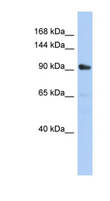 KIF23 / MKLP1 antibody LS-C109844 Western blot of NCI-H226 cell lysate.