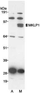 Detection of Human MKLP1 by Western Blot. Samples: Whole cell lysate (10 ug/lane) from asynchronous (A) or mitotically-enriched (M) HeLa cells. Mitotically enriched HeLa cells were prepared by treatment with Nocodazole (500 ng/ml; 12h). Antibody: Affinity purified rabbit anti-MKLP1 antibody used at 1 ug/ml. Detection: Chemiluminescence with an exposure time of 2 minutes.