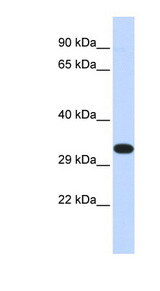 KIF25 antibody LS-C101471 Western blot of 293T cell lysate.