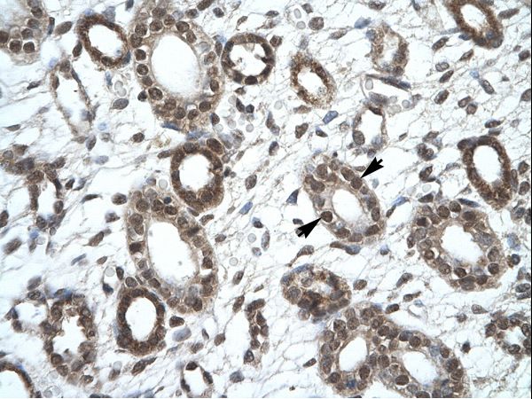 KIF25 antibody LS-C30918 was used in IHC to stain formalin-fixed, paraffin-embedded human kidney.