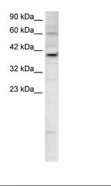 HepG2 Cell Lysate