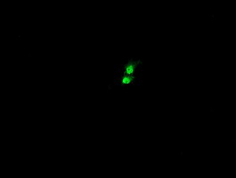 Anti-KIF25 mouse monoclonal antibody immunofluorescent staining of COS7 cells transiently transfected by pCMV6-ENTRY KIF25.