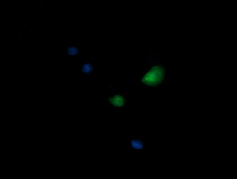 Anti-KIF25 mouse monoclonal antibody immunofluorescent staining of COS7 cells transiently transfected by pCMV6-ENTRY KIF25.