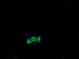 Anti-KIF25 mouse monoclonal antibody immunofluorescent staining of COS7 cells transiently transfected by pCMV6-ENTRY KIF25.