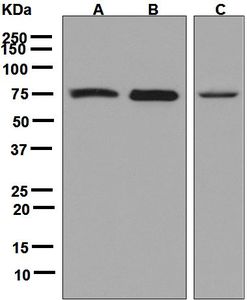Western blot analysis on (A) fetal brain, (B) SH-SY5Y, and (C) 293T lysates using anti-KIF3A antibody.