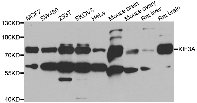 Western blot analysis of extracts of various cell lines, using KIF3A antibody.