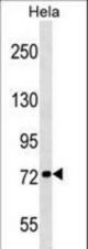 KIF3B Antibody western blot of HeLa cell line lysates (35 ug/lane). The KIF3B antibody detected the KIF3B protein (arrow).