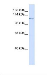 Placenta lysate. Antibody concentration: 1.0 ug/ml. Gel concentration: 6-18%.