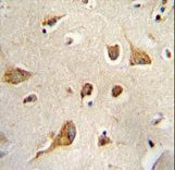 Kif5C-2 Antibody immunohistochemistry of formalin-fixed and paraffin-embedded human brain tissue followed by peroxidase-conjugated secondary antibody and DAB staining.